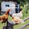 Manna Pro Coop 'N Compost, Chicken Coop Odor Neutralizer &