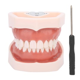 Removable Teeth Model Teeth Teaching Model Standard Demonstration Tool Simulation Tooth Model for Teaching Exercises with Screwdriver Dental Model Oral Care Oral Care