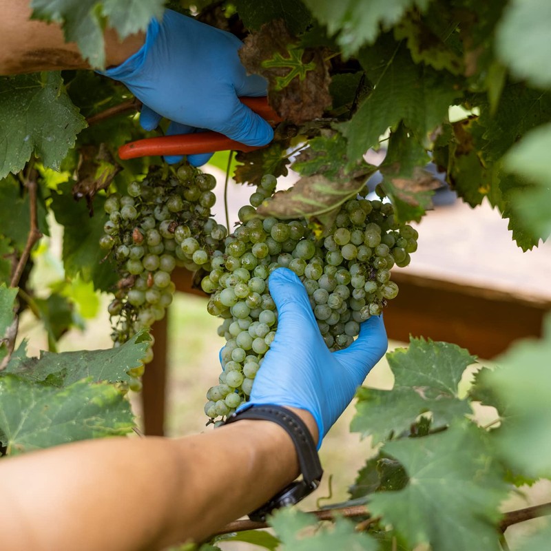 Mazzetti L'Originale Organic Balsamic Vinegar of Modena, Organic & Aged,