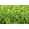 Health Embassy Southernwood Herb | Artemisia Abrotanum | 50g