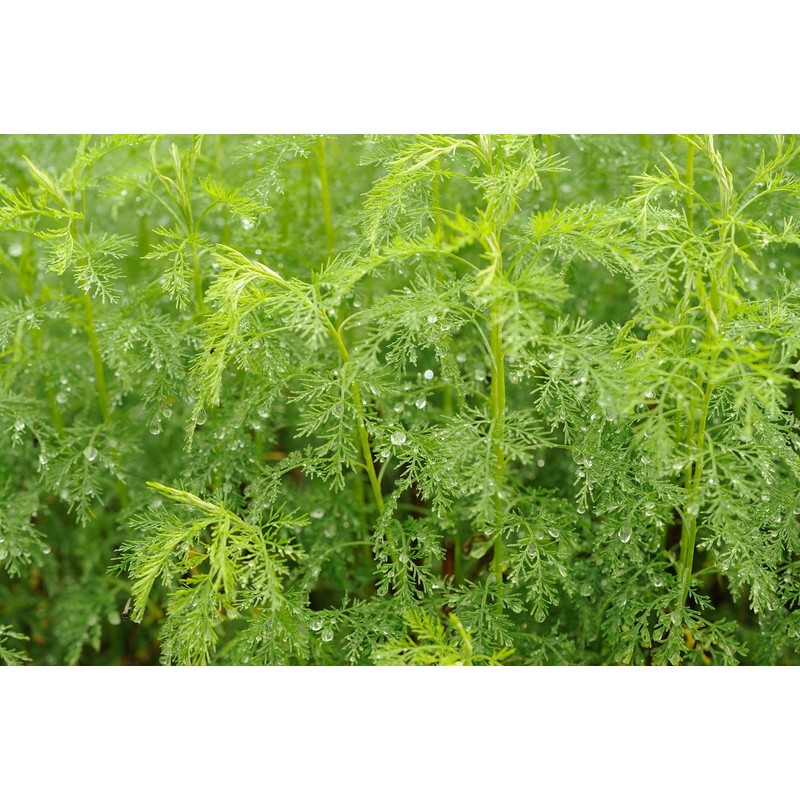 Health Embassy Southernwood Herb | Artemisia Abrotanum | 50g
