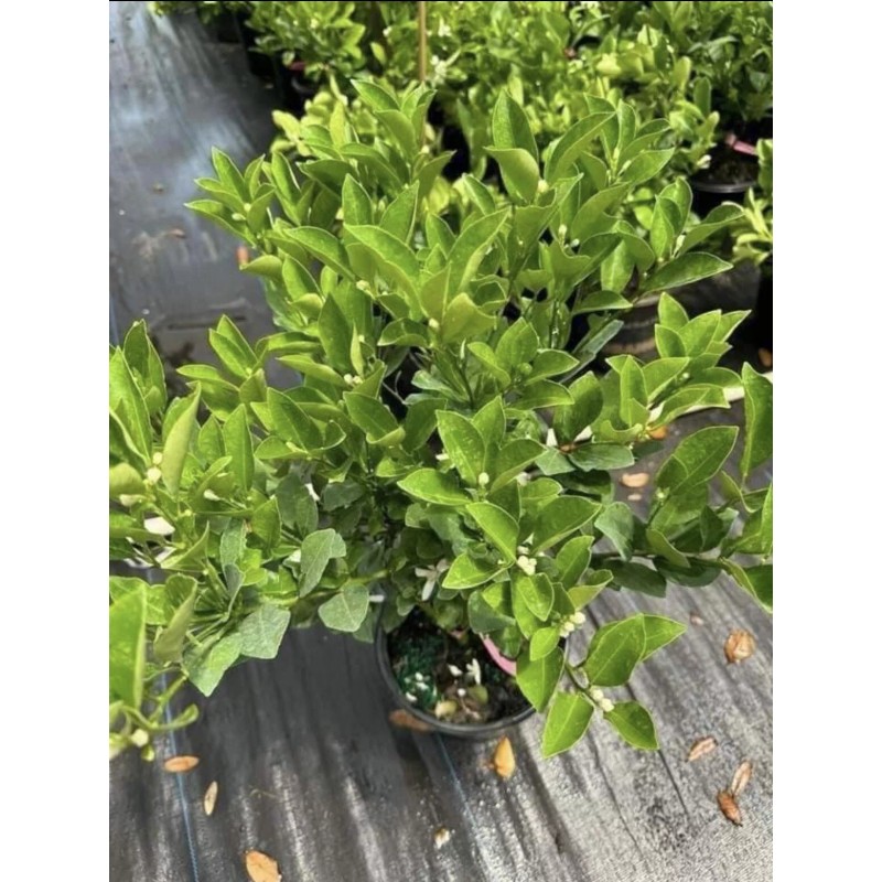 Tree 3Gal Fruiting CALAMANSI/ CALAMONDIN Sour Citrus Airlayered Bush Tree