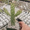 Opuntia consolea falcata Cutting Cacti Cactus Succulent Real Live Plant