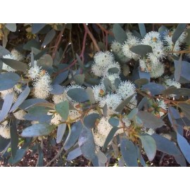 Toadstool Seeds 50 Moot Eucalyptus Seeds Tree Flower Perennial Flowers Seed US SELLER 1350