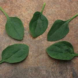 Spinach Seeds - Oceanside - Hybrid - 1 Oz ~2500 Seeds - Non- GMO, F1 Hybrid - Vegetable Garden