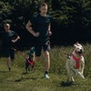 Non-stop dogwear FREEMOTION Harness 5.0 |111| Dog Harness for All