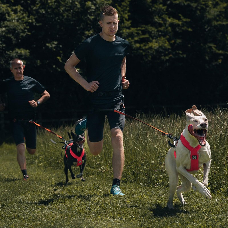 Non-stop dogwear FREEMOTION Harness 5.0 |111| Dog Harness for All