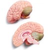 Latest Human Miniature Skull Model, 3-Piece with 2-Piece Human Brain,