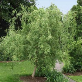 Willow 50 Fresh Corkscrew Willow Cuttings 8-12”