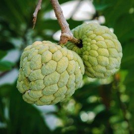 12 Sugar Apple Tree Seeds, Sweetsop Fruit Seeds, Sugar Apple Seeds for Planting Outdoor