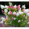 Vanilla Strawberry Hydrangea - Live Plant - Full Gallon Pot