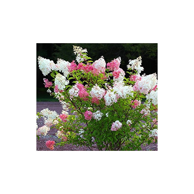 Vanilla Strawberry Hydrangea - Live Plant - Full Gallon Pot
