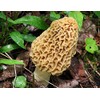Morel Mushroom Spores in Sawdust Seed Grow Large Kit From
