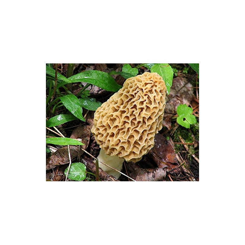 Morel Mushroom Spores in Sawdust Seed Grow Large Kit From