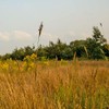 Outsidepride Tall Native Grass Seed Mix of Bluestems, Switchgrass, &