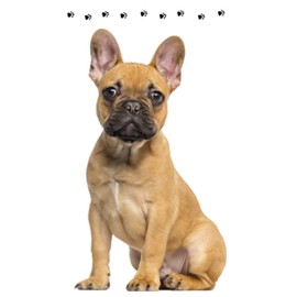 damaloo Children's Hand Towel 30 x 50 cm with Dog Motif Cotton for Children - Hand Towel for Girls and Boys - Guest Towel, Face Towel and Towel with Bulldog - Small Wash Cloth 30 x 50 cm