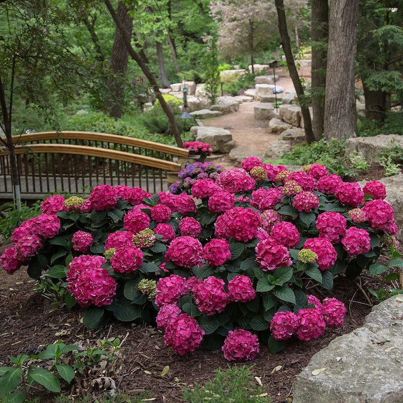 Blooming & Beautiful - Summer Crush Bigleaf Hydrangea - Endless
