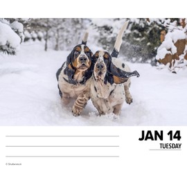 Willow Creek Press Basset Hounds Daily 2025 Box/Desk Calendar (5.86" x 4.72")