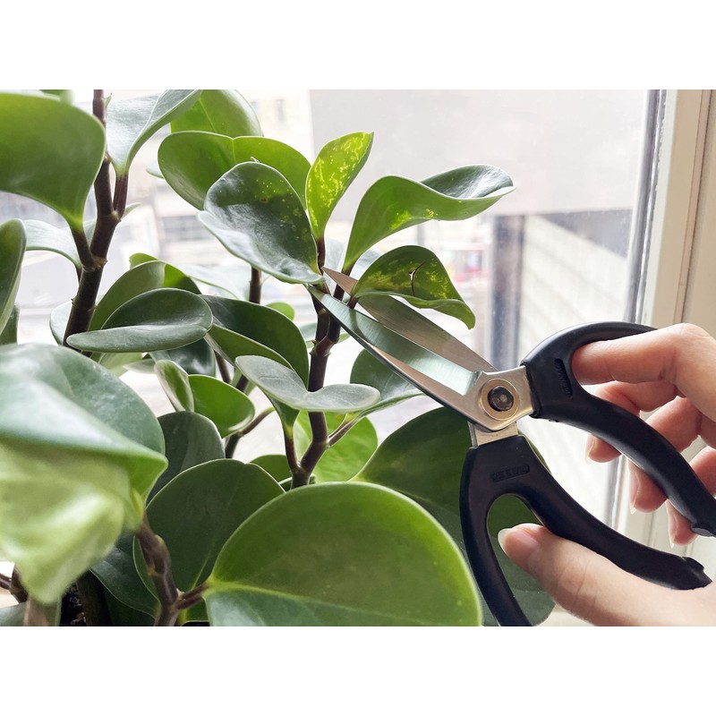 Tijeras japonesas de jardinería, longitud total de 7 pulgadas, para
