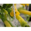 247Garden 6X200FT All-Season Trellis Netting w/ 6in Square Mesh (White,