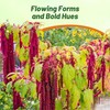 Outsidepride Red Amaranthus Seeds - 10000 Pcs Easy to Grow,