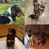 2 Pack Dog Bandana,Cat Bandanas,Washable Adjustable Triangle Pet Scarf Bibs
