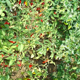 Fish Ornamental Hot Pepper Seeds - 300 Mg Packet ~50 Seeds - Non-GMO, Heirloom - Vegetable Garden - Capsicum chinense