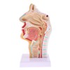 Perfeclan Model Larynx 1:1 Life Size Human, Oral Cavity and