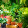 32.6In Plant Trellis for Climbing Plants | 2 Pack Monstera