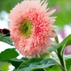 50pcs Pink Pooh Sunflower Seeds - Unique Pink Blooms, Non-GMO,