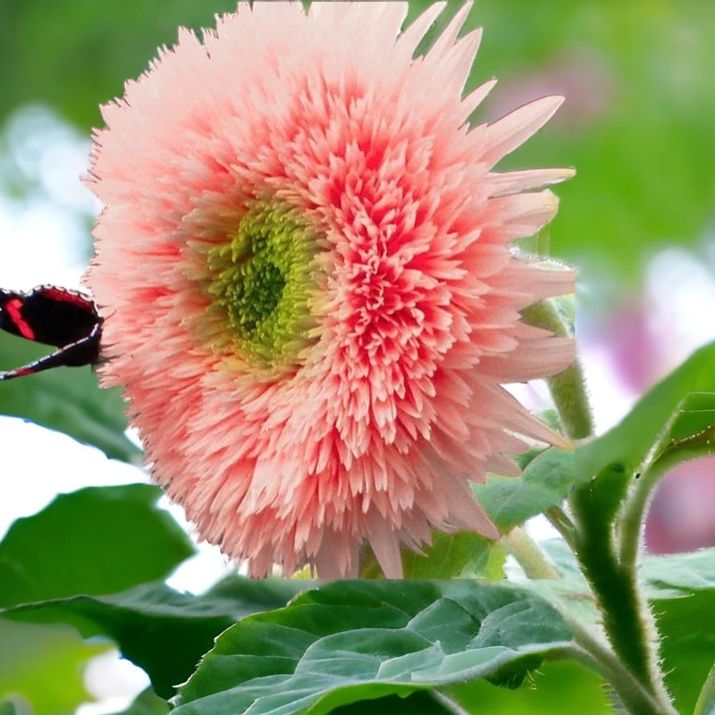 50pcs Pink Pooh Sunflower Seeds - Unique Pink Blooms, Non-GMO,