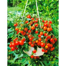 Seeds Indoor Tomato Santa Claus 20 Seeds for Planting Cherry Tomatoes Dwarf