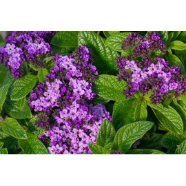 Ladybug Soap Company All Natural Luxury Cologne Scent Solid Perfume 1/4 oz Small Tin (ENCHANT´E)