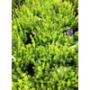 Baby Gem Boxwood (Buxus microphylla VAR. Japonica 'Gregem')