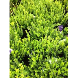 Baby Gem Boxwood (Buxus microphylla VAR. Japonica 'Gregem')