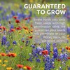 Zinnia Cut & Come Again Mix - Bulk 1/4 Pound