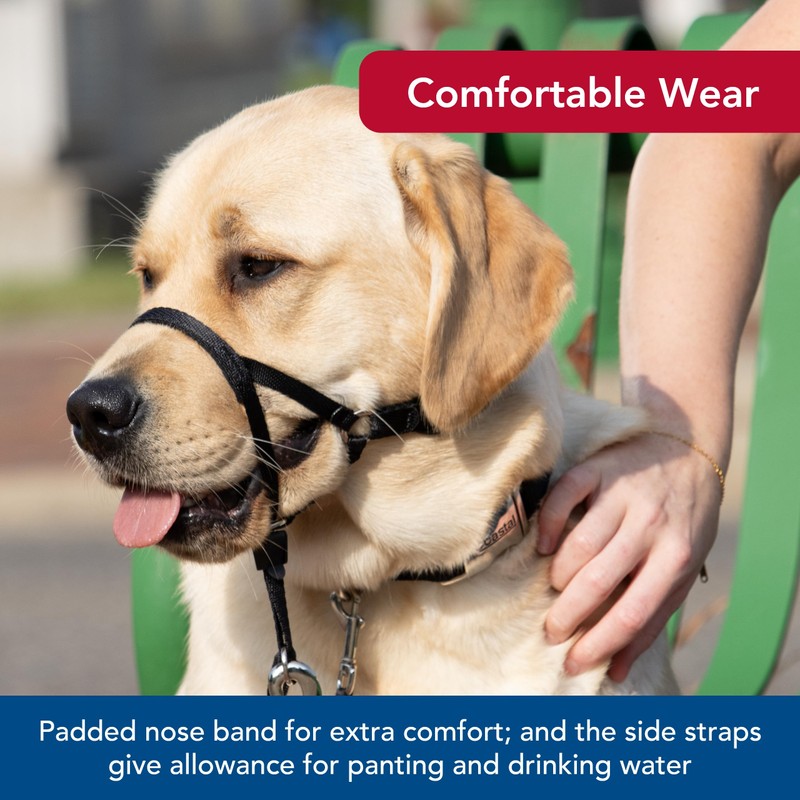 Coastal Walk'n Train Cabeza Halter, Negro, Mediano