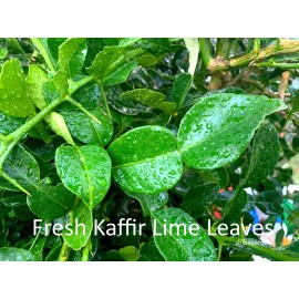 Unbranded Fresh Kafirr lime leaves - 16 oz
