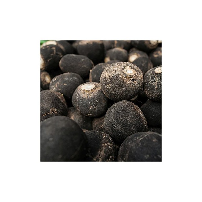 Everwilde Farms - 1/4 Lb Organic Black Spanish Round Radish