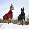 Kuoser Dog Jacket, Dog Coats for Large Dogs Winter Waterproof,