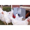 RentACoop Galvanized Chicken Tough Feeder, Weatherproof Poultry Food Dispenser with