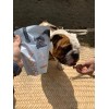 Sesen Pets Snack Colágeno Sabor Bbq, Premios Para Perros
