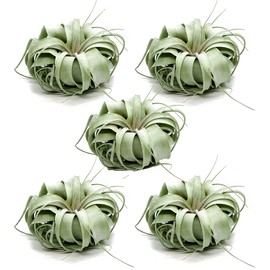 ragnaroc Live Air Plant - Tillandsia Xerographica, Jumbo 6-9” - 5 ct - Ideal for Gifts & Presents, Live Indoor Plants & Live House-Plants – Live Plants for Home décor