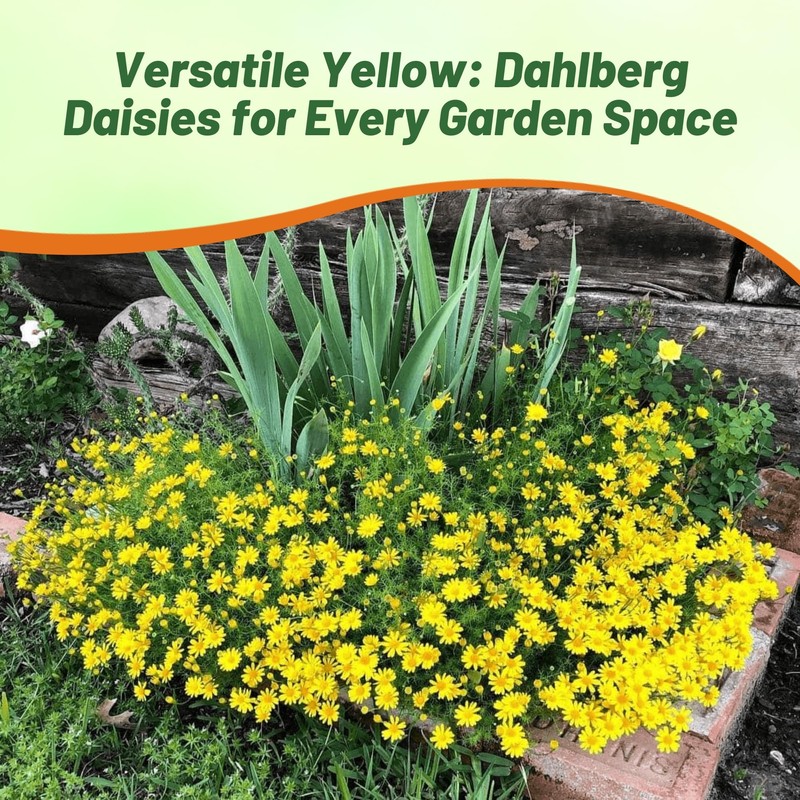 Outsidepride Dahlberg Daisy Seeds for Planting – 5000 Pcs Annual,