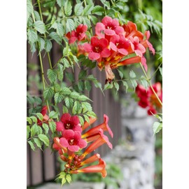 Earthcare Seeds Red Flowered Trumpet Vine 100 Seeds Campsis radicans - Heirloom