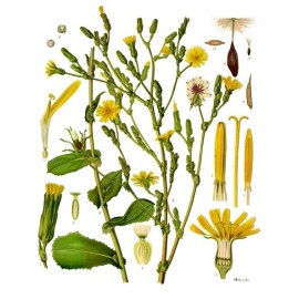 Pure Herbs: Wild Lettuce  - 4 oz.