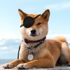 Classicseali 2pcs Eye Patch for Dogs, Adjustable Dog Eye Patch,