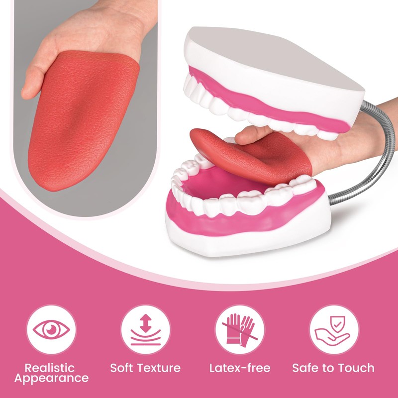 Ultrassist Mouth Model with Soft Silicone Tongue for Speech and