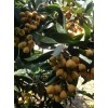 Tree Loquat Tree With 6- 8” Sweet Tropical Live Plant