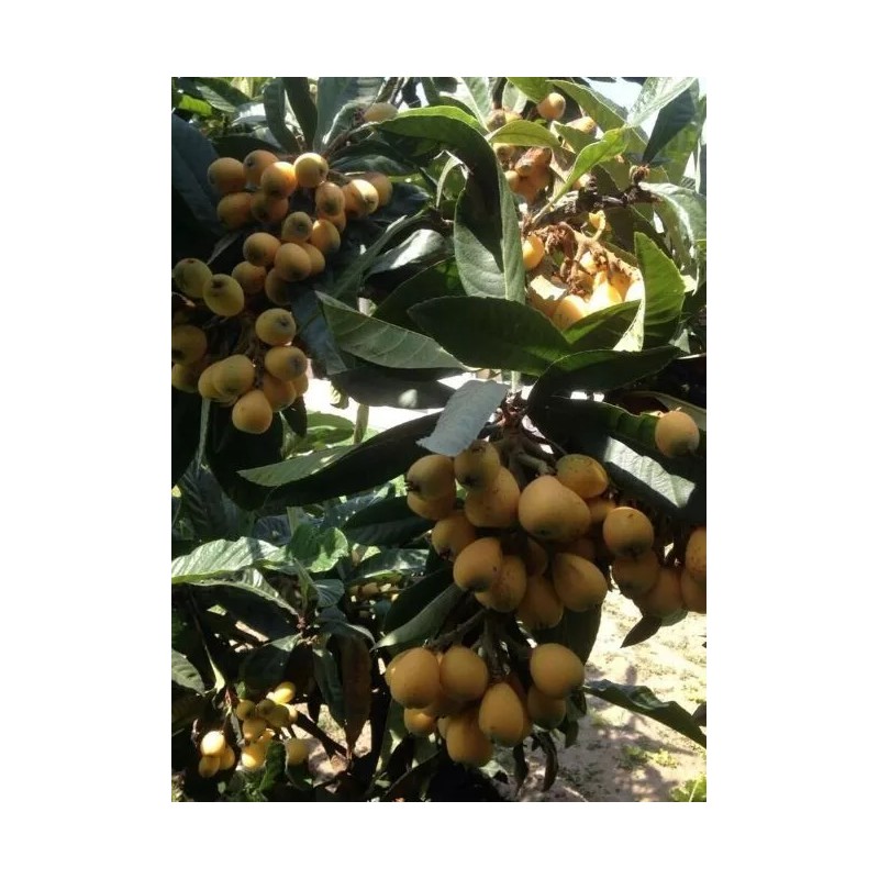 Tree Loquat Tree With 6- 8” Sweet Tropical Live Plant